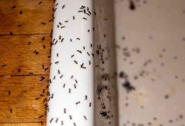 Best Ant Control Services  in Thruston, KY