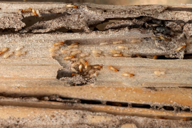 Best Emergency Pest Control  in Thruston, KY