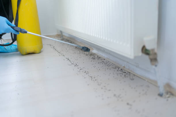 Best Ant Control Services  in Thruston, KY